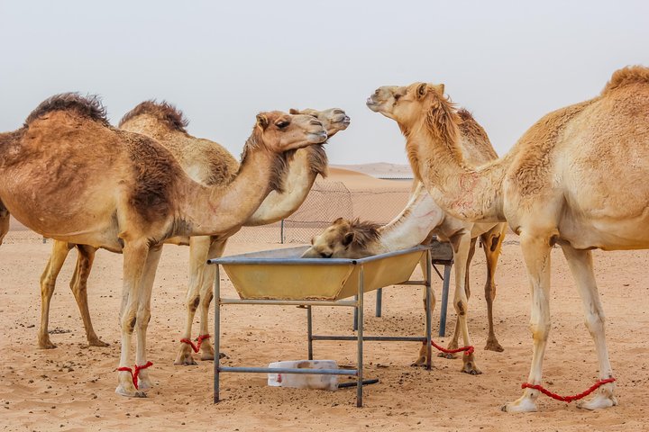 Overnight Camping in Desert Safari with BBQ Dinner & Morning Breakfast - Image 4