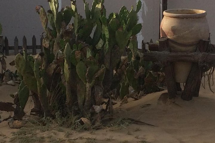 Overnight Camping in Dubai with dinner live shows camel safari at Majilis camp - Image 3