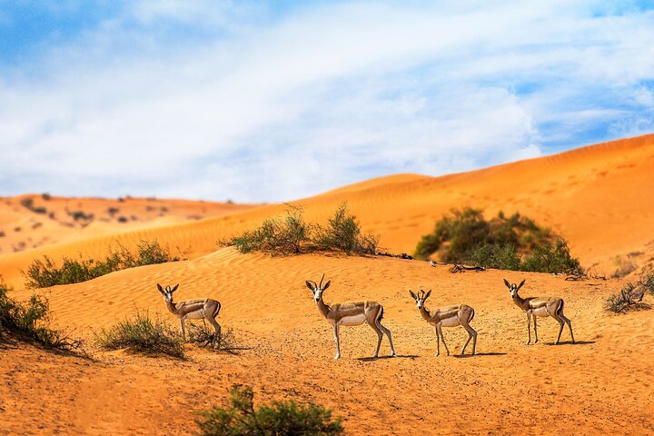 Private 4x4 Sunset Desert Drive with Wildlife Experience - Image 1