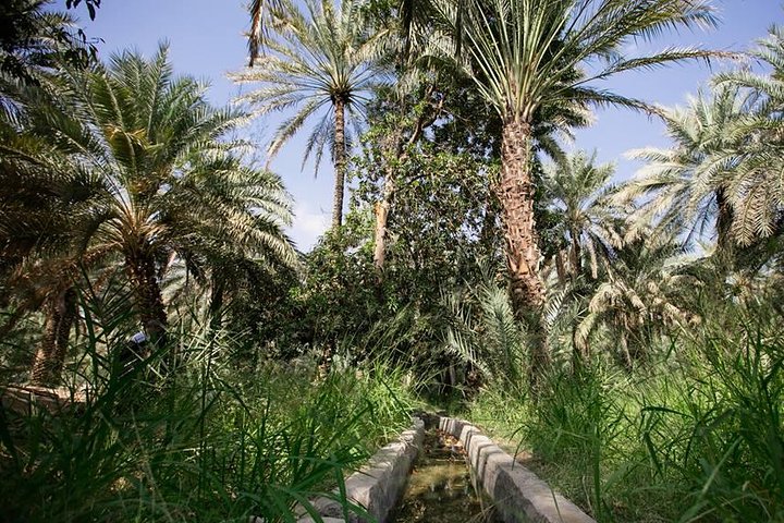 Private Al Ain City Tour From Dubai with Buffet Lunch  - Image 5