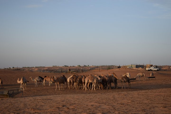 Private Morning Desert Safari with Camel Riding & Sand Boarding - Image 4