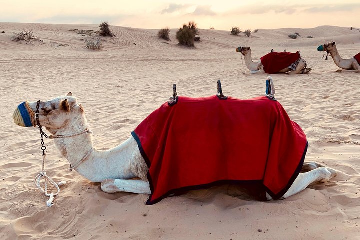 Private: Sunrise Desert Camel Trek on the Bedouin's Trail with Breakfast - Image 4
