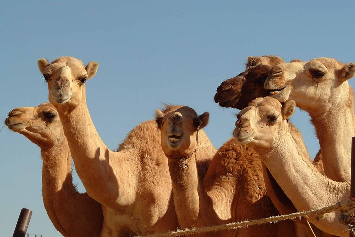 Private Tour : Al Ain City Sightseeing with Lunch from Dubai - Image 5