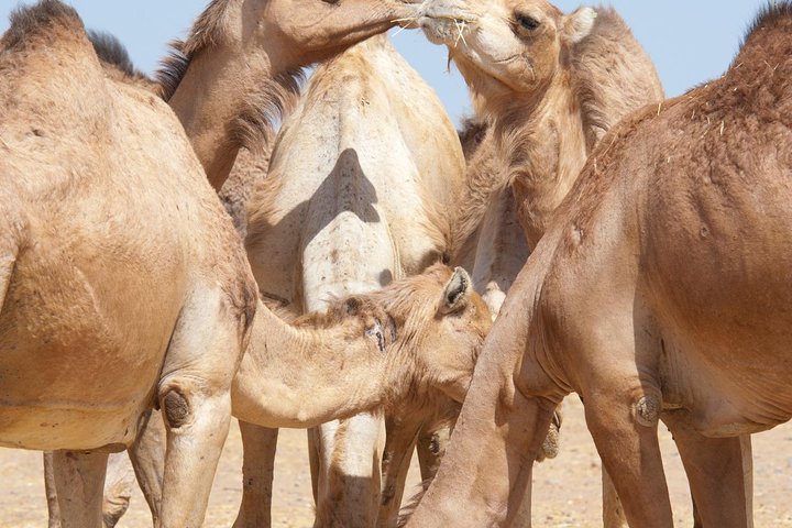 Private Tour : Al Ain City Sightseeing with Lunch from Dubai - Image 3