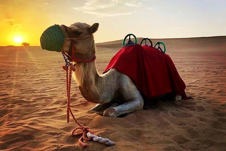 Red Sand Morning Desert Safari With Camel Ride, Sand Boarding - Image 4