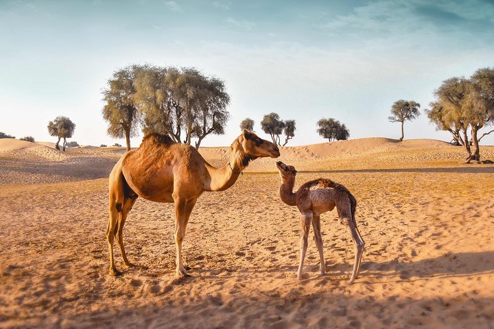 Royal Private Desert Safari - Exclusive SUV - Image 5