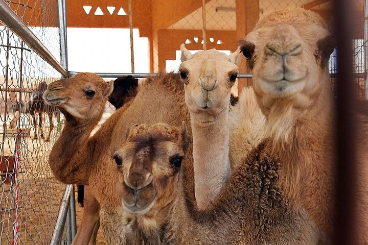 Semi-Private Full-Day Al Ain Cultural Tour from Dubai with Lunch - Image 2