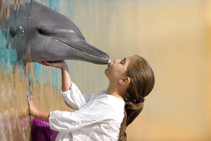 Swim with Dolphins + Evening Safari & BBQ dinner - Pickup only for Safaris - Image 3