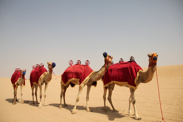 Swim with Dolphins + Evening Safari & BBQ dinner - Pickup only for Safaris - Image 5