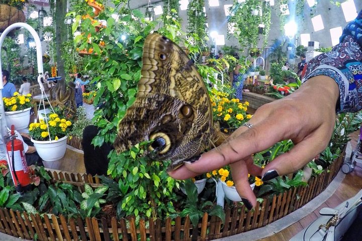 Three at One Time !! Dubai Miracle Garden with Butterfly Garden & Global Village - Image 3