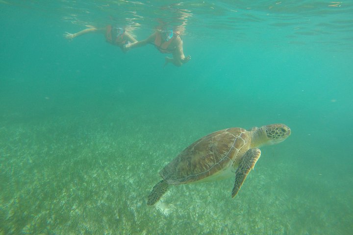 Akumal Marine Turtle Daily Tour - Image 1