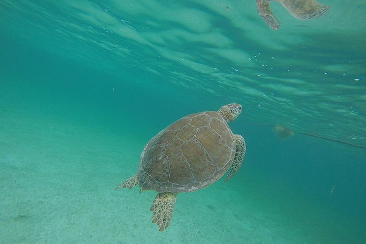 Akumal Marine Turtle Daily Tour - Image 5