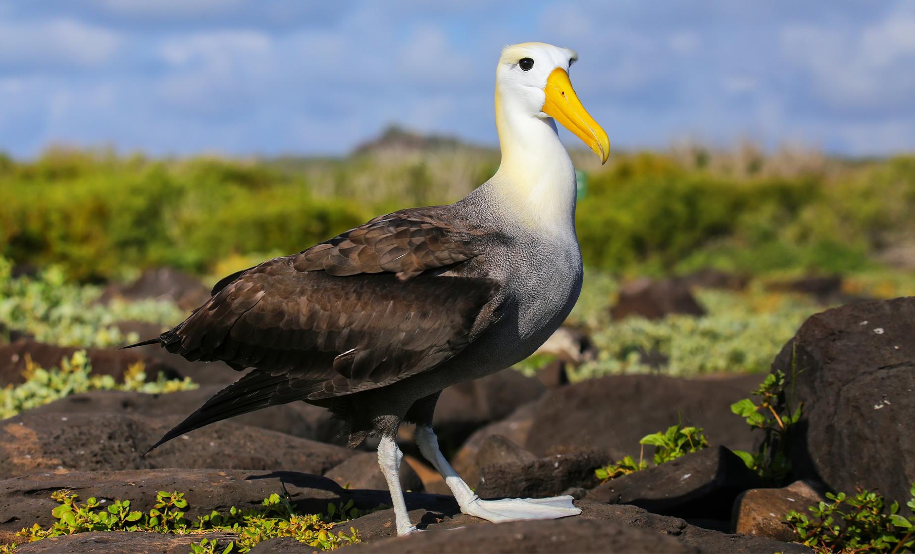 Albatross and Wildlife Harbour Cruise - Image 1