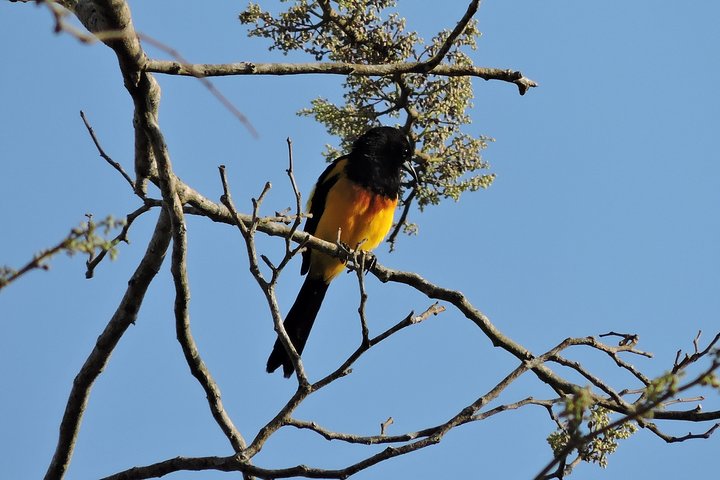 Birdwatching Yucatan 3 days trip focus on endemic birds - Image 3