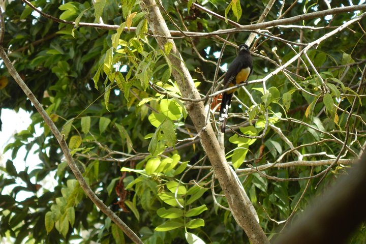 Birdwatching Yucatan 3 days trip focus on endemic birds - Image 4