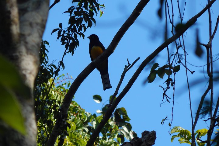 Birdwatching Yucatan 3 days trip focus on endemic birds - Image 5