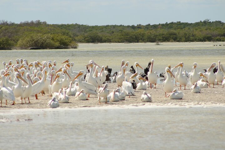 Ek Balam + Private Rio Lagartos Flamingo and Pink Lakes - Image 2