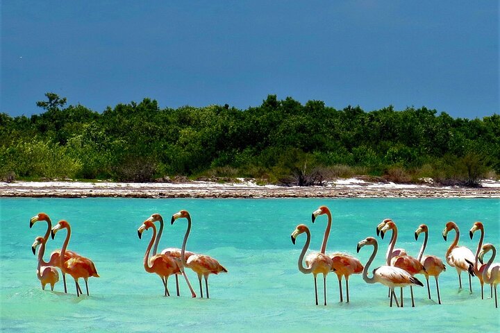 Full Day Excursion to the Best of Holbox From Riviera Maya - Image 1