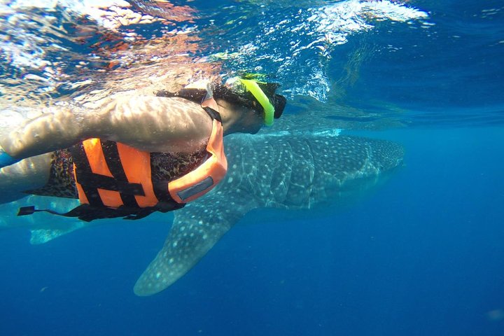 Half Day Whale Shark Tour From Playa del Carmen - Image 5
