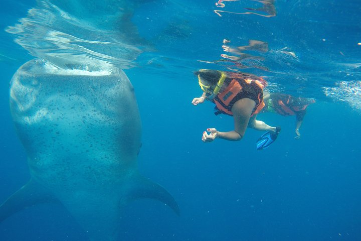Half Day Whale Shark Tour From Playa del Carmen - Image 2