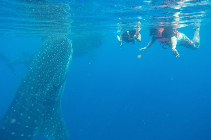 Half Day Whale Shark Tour From Playa del Carmen - Image 4
