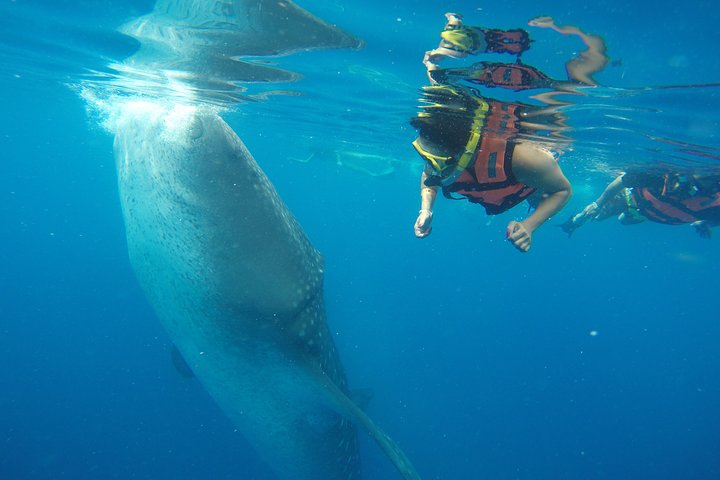 Half Day Whale Shark Tour From Playa del Carmen - Image 3