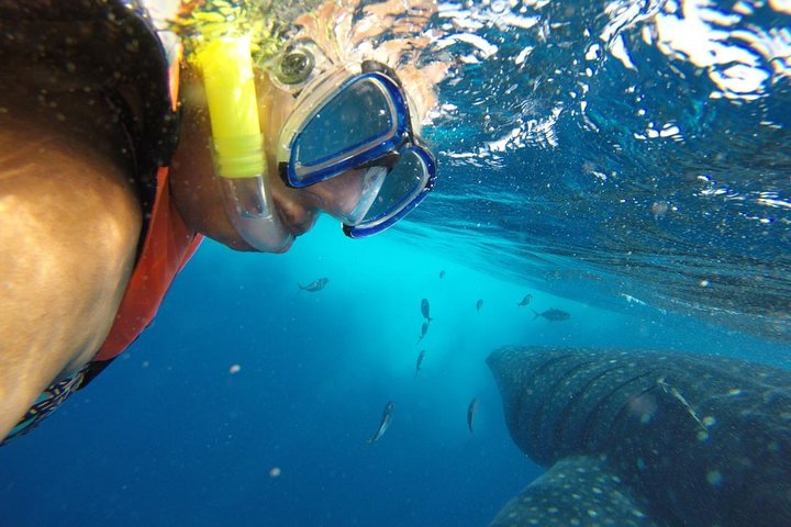 Half Day Whale Shark Tour From Playa del Carmen - Image 1