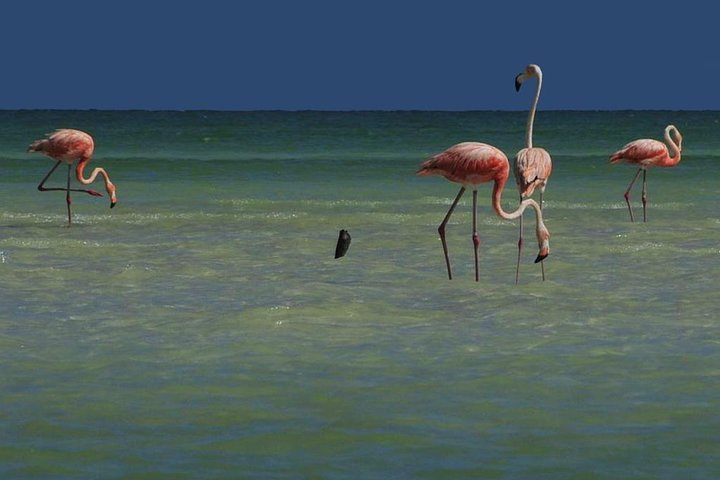 HOLBOX ISLAND TOUR from Riviera Maya and Cancun (Private) - Image 3
