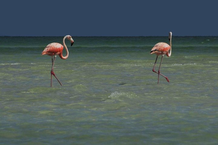 HOLBOX ISLAND TOUR from Riviera Maya and Cancun (Private) - Image 4