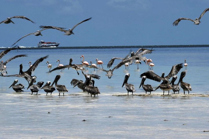 HOLBOX ISLAND TOUR from Riviera Maya and Cancun (Private) - Image 5