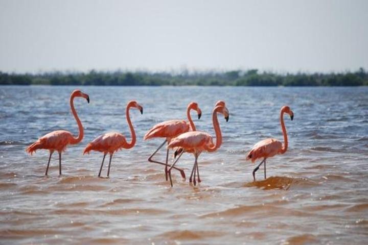 LAS COLORADAS & RIO LAGARTOS from Riviera Maya and Cancun (Private) - Image 2