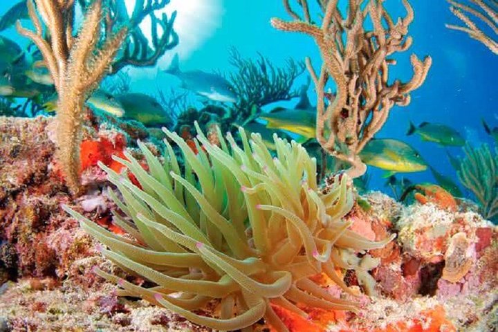 Mayan Adventure from Riviera Maya - Image 4