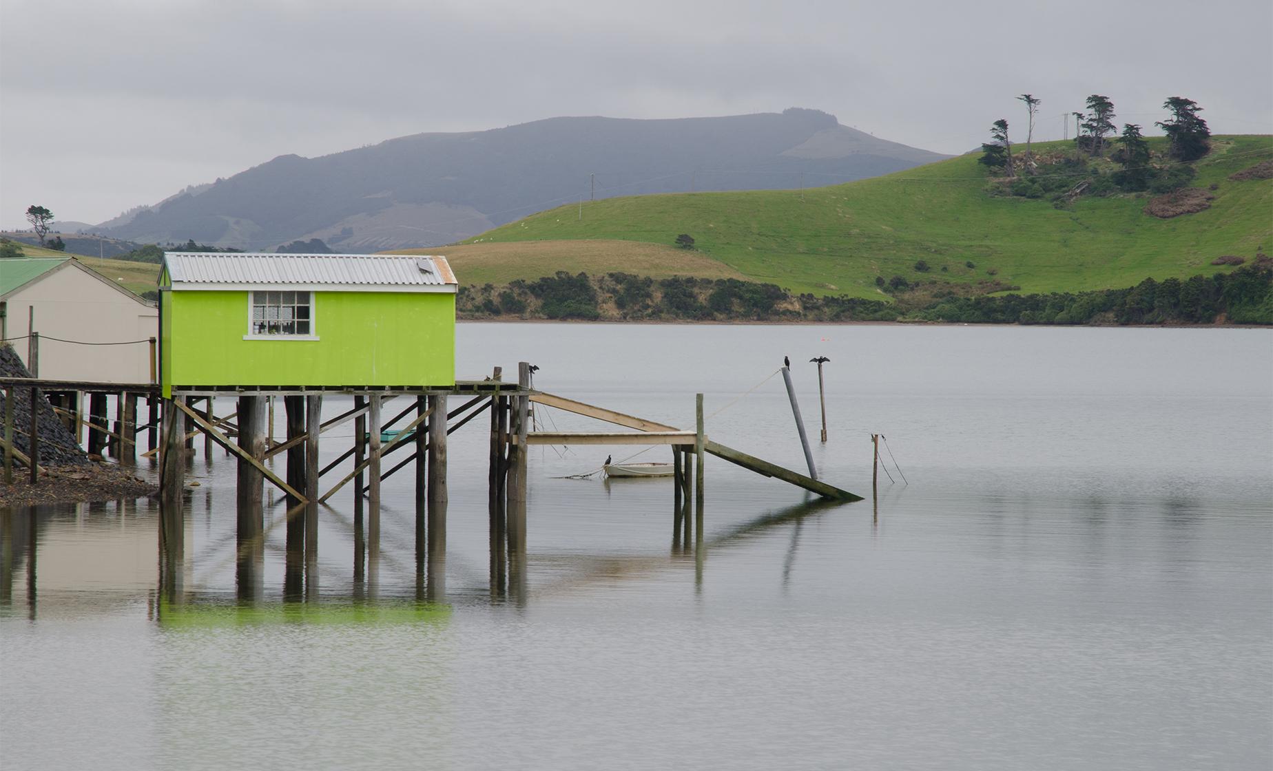 Otago Harbor Wildlife Cruise - Image 1