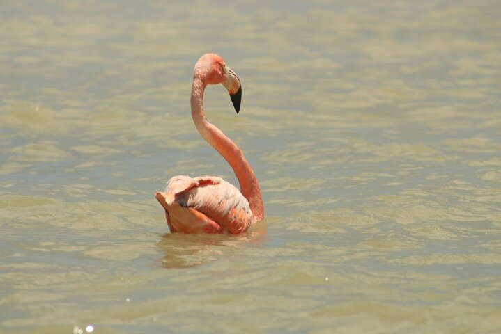 Private Rio Lagartos Flamingo and pink lakes - Image 2