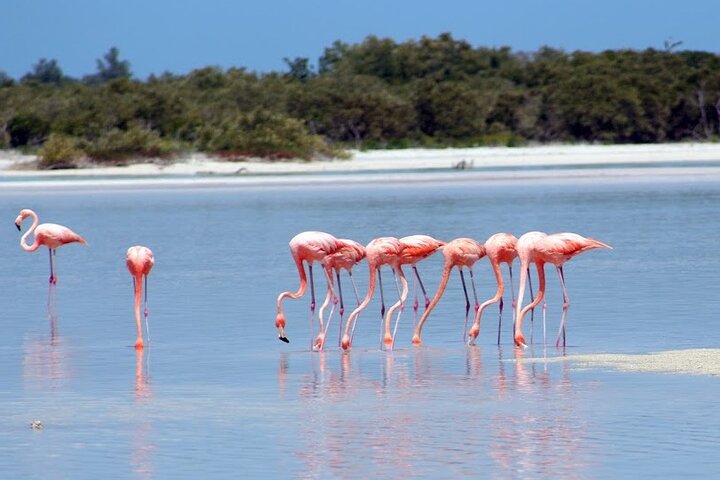 Private Rio Lagartos Flamingo and pink lakes - Image 1
