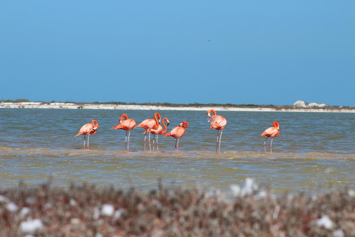 Private Rio Lagartos Flamingo and pink lakes - Image 4