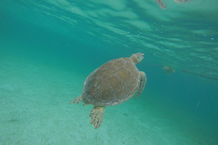 Private Tour: Akumal Marine Turtle Snorkeling and Cenote Adventure - Image 1