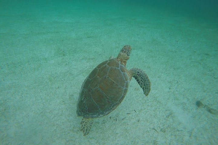 Private Tour: Akumal Marine Turtle Snorkeling from Cozumel - Image 4
