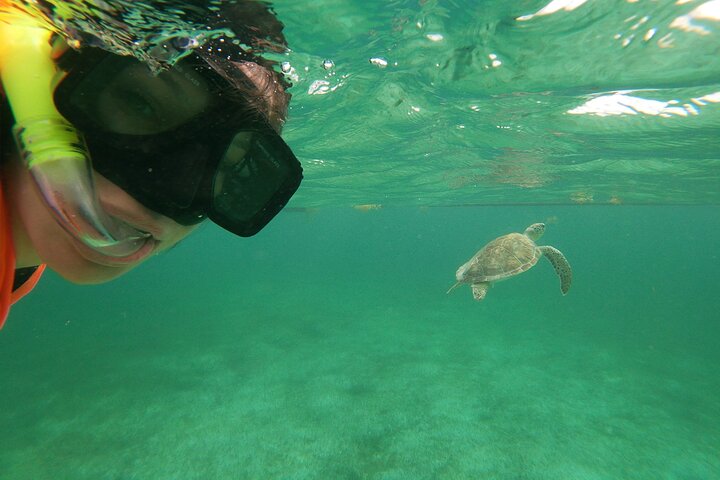 Private Tour: Akumal Marine Turtle Snorkeling from Cozumel - Image 2