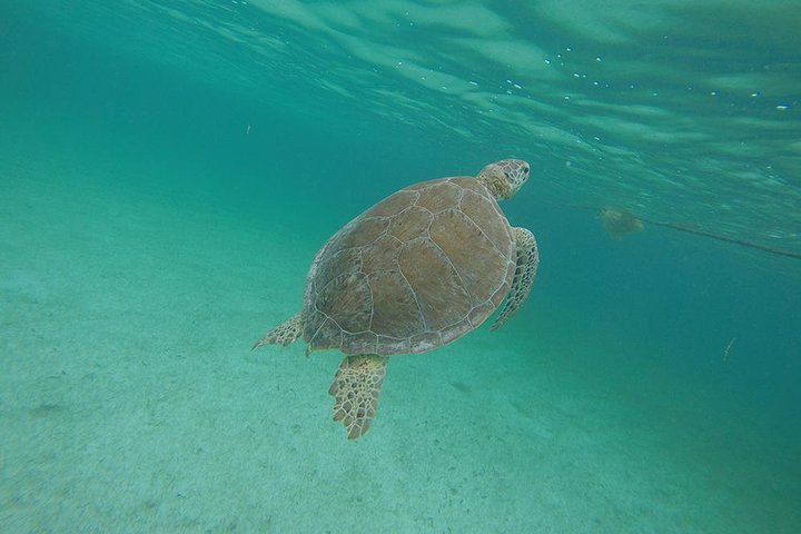 Private Tour: Akumal Marine Turtle Snorkeling from Cozumel - Image 1