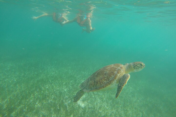 Private Tour: Akumal Marine Turtle Snorkeling from Cozumel - Image 3