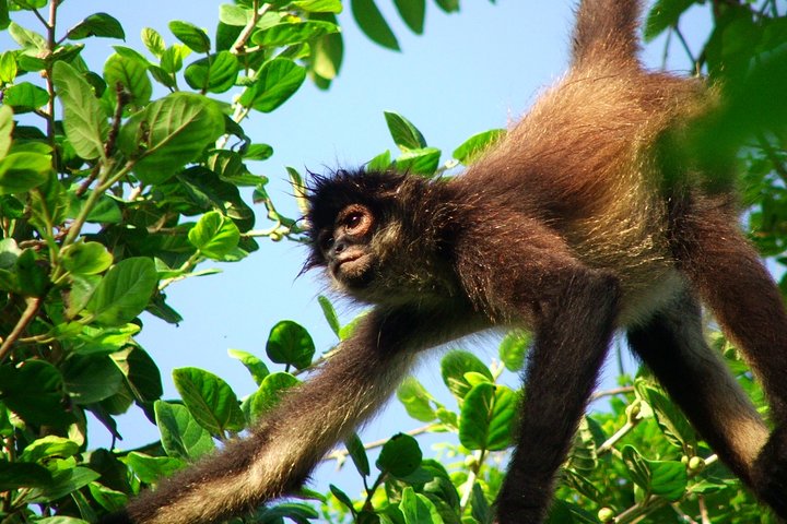 Private Tour Punta Laguna Monkey Sanctuary Zip Line - Image 1