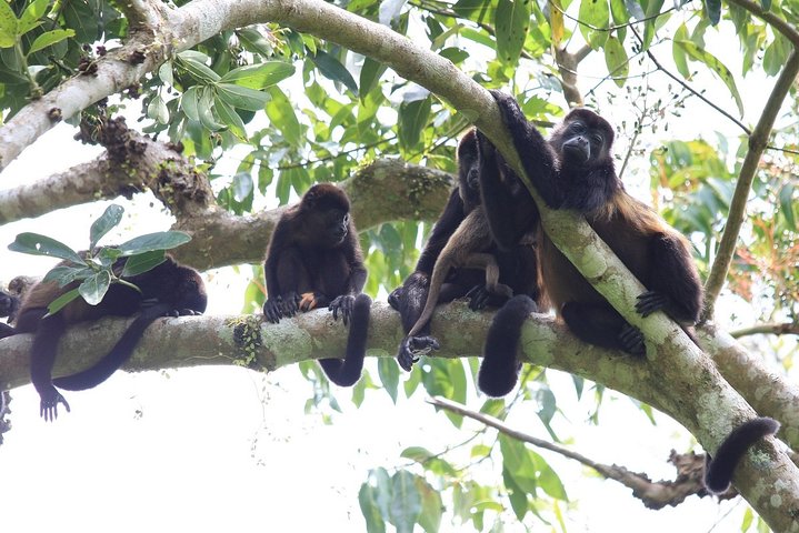 Private Tour Punta Laguna Monkey Sanctuary Zip Line - Image 4