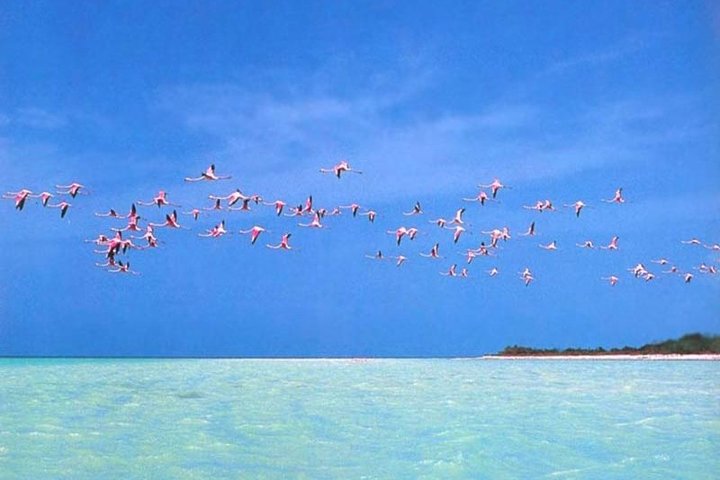 Private Tour To Holbox From Cancun - Image 4