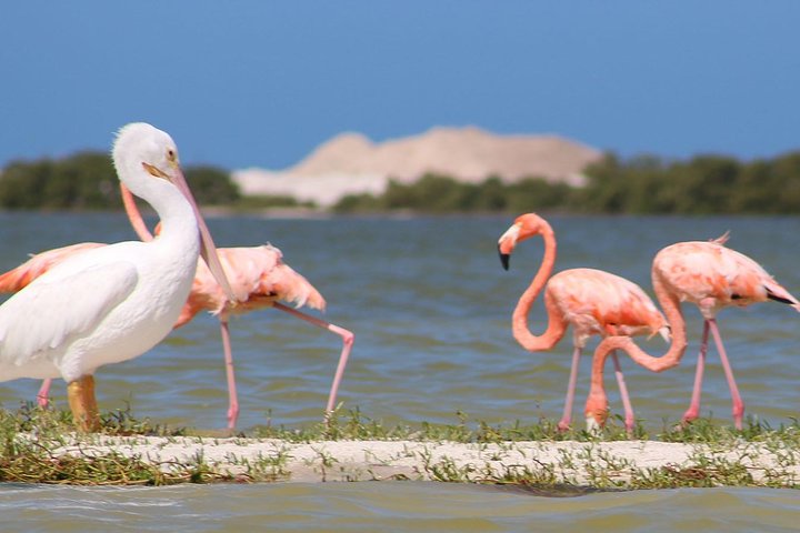 Private Yucatan Discovery Tour - Image 2