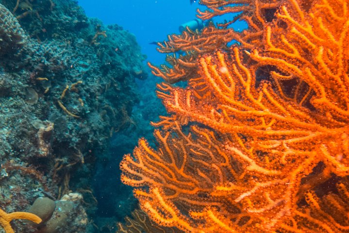 Scuba Diving in Cozumel Island - Image 4