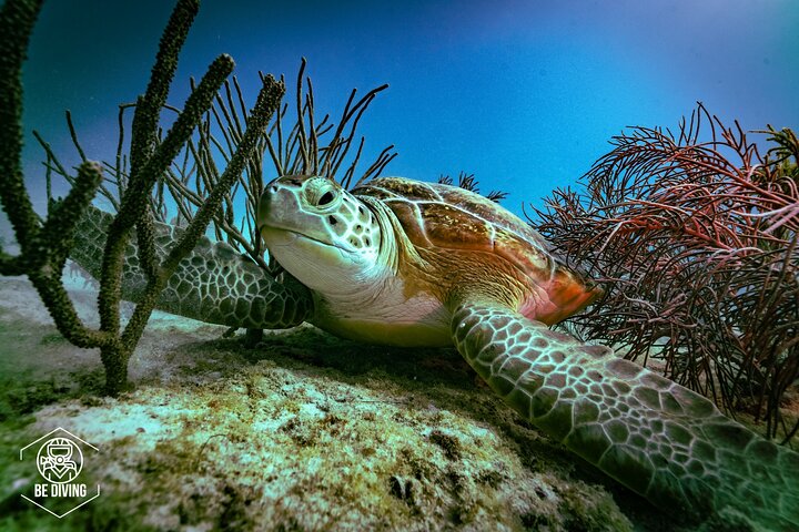 Scuba Diving in Cozumel Island - Image 1