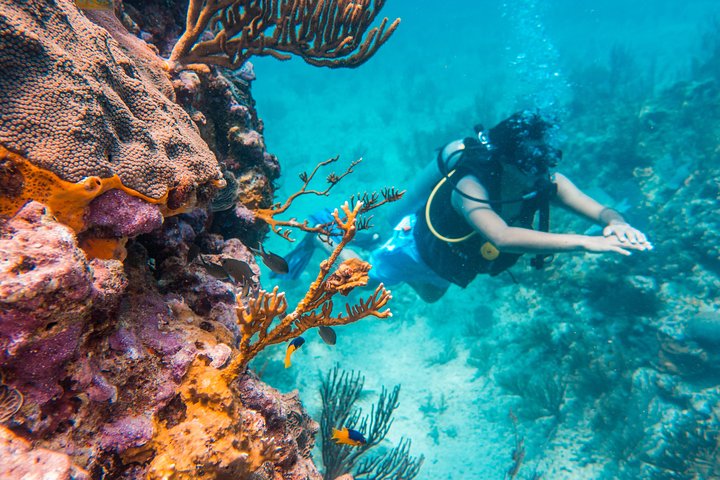 Scuba Diving in Cozumel Island - Image 2