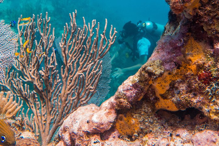 Scuba Diving in Cozumel Island - Image 3