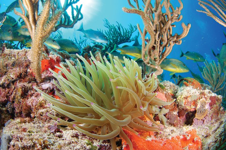 Snorkel Xtreme Cancun - Image 3